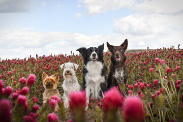 Four dogs are sitting in crimson clover. It was so tall so he must jump.