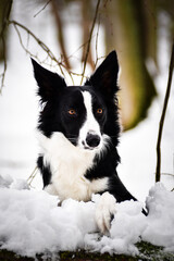 Border collie is lying on trunk in snow. She look like fox on hunt.