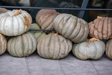 front view Pumpkin in a row