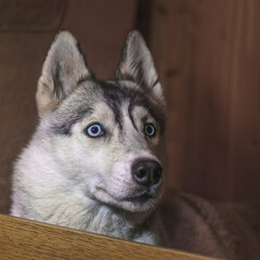 Blue-eyed Siberian Husky looking at the camera