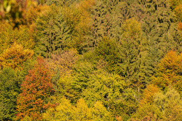 Autumn fall forest colors - background texture with amazing details of this season