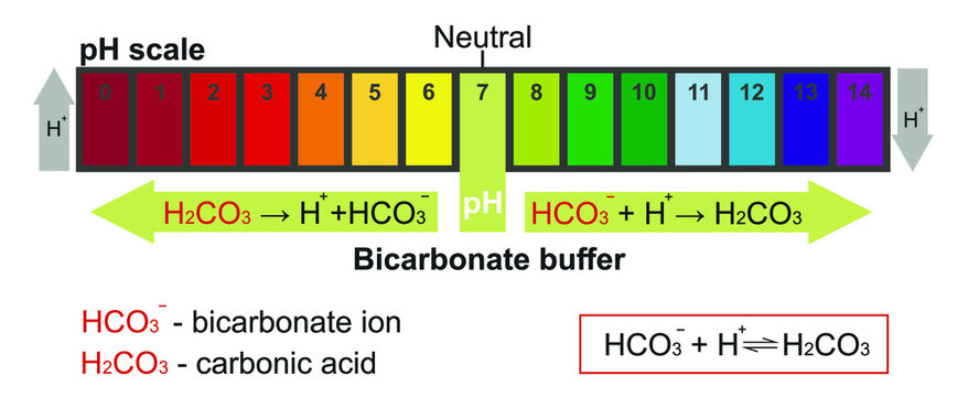 Bicarbonate buffer and the pH scale
