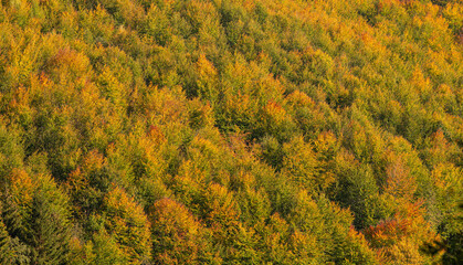 Autumn fall forest colors - background texture with amazing details of this season