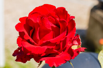 Naklejka premium Macro photograph of a one red rose.