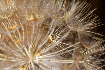 Macrophotography of a dandelion with dark background.