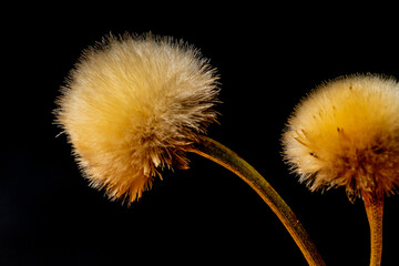 Macrophotography of a dandelion with dark background.