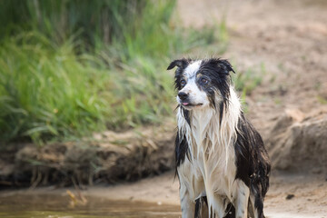border collie dog is standing in the water. She is really good swimmer. She is waiting for her toy.