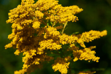 A large shrub blooming with small yellow flowers