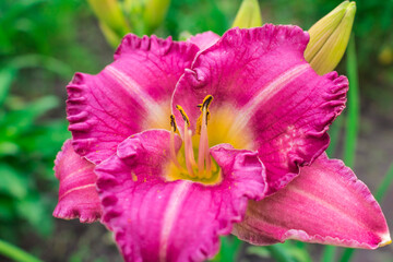 Naklejka premium Pink daylily flower on a green background. Summer flower