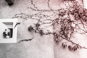 herbstliches Hintergrundbild Kletterpflanze auf Hauswand