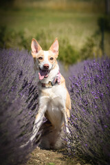 yellow mix breed dog is sitting in levander. She is so funny dog.