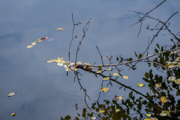 Texture of autumn leaves on the water.