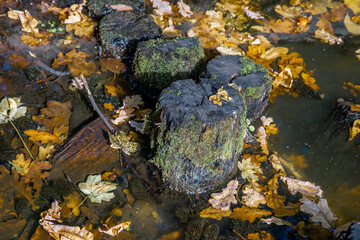 Tree stumps and leaves in water