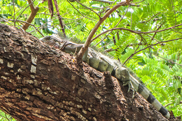 lizard on the tree