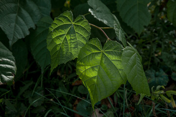 The glare of the sun shines through the leaves of the tree