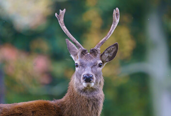 A red Stag in rutting season in the UK