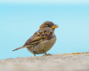 A House Sparrow looking for food