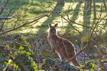 kangaroo in the woods