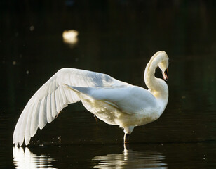 Fototapeta premium A swan flapping its wing