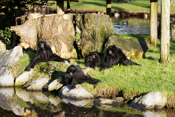 monkeys in the park