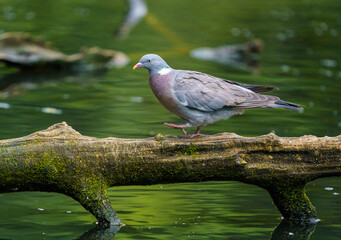 A Pigeon walking across a branch
