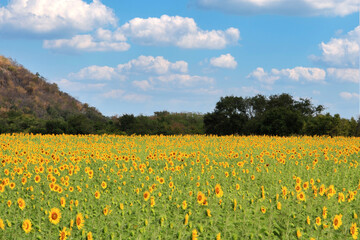  fully yellow sunflower field next to the mountains, bright blue sky.