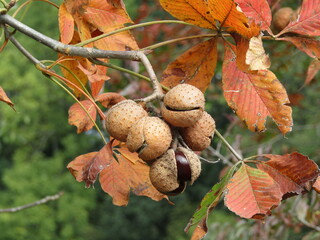 Buckeyes ready to bust in the fall.