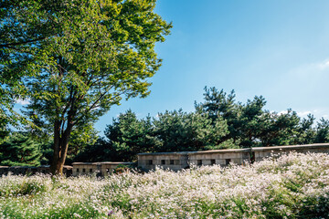 Fototapeta na wymiar Namsan Park. Wild flower field with green trees in Seoul, Korea