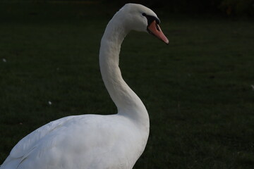 Fototapeta premium Schwan
