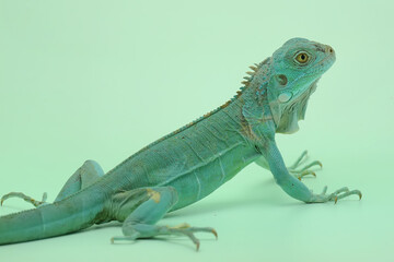 A blue iguana (Iguana iguana) with an elegant pose.