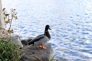 Ente auf Stein