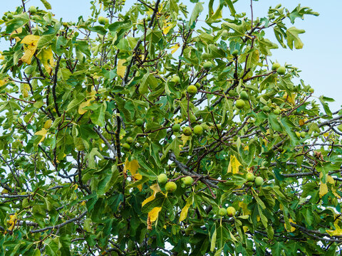 (Ficus carica) Laub und unreife Fr&uuml;chte von Echte Feige An geschutzt Pl&auml;tz