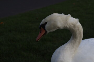 Schwan