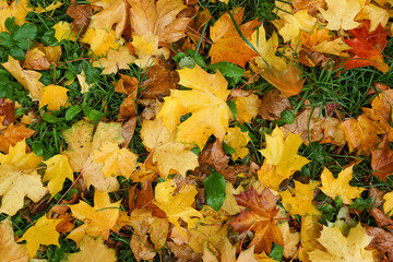 Naklejka na ściany i meble wet, yellow, autumn leaves on green grass