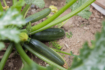 Courgettes