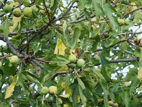 Ficus carica oder Echte Feige mit unreife Fr&uuml;chte zwischen gro&szlig;e dekorative gr&uuml;ne Bl&auml;tter