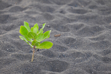 One plant grows on the sand