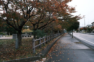 公園の紅葉