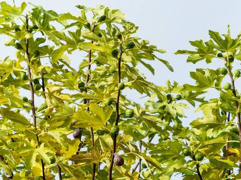 (Ficus carica) Feigenbaum oder Echte Feige. Zweig mit Reife und unreife Feigen zwischen dekorativen Herbsbl&auml;tter