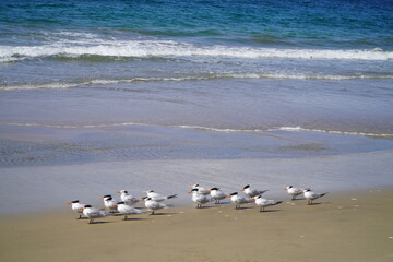 A seagull bird on the Pacific coast thinks about fish ...