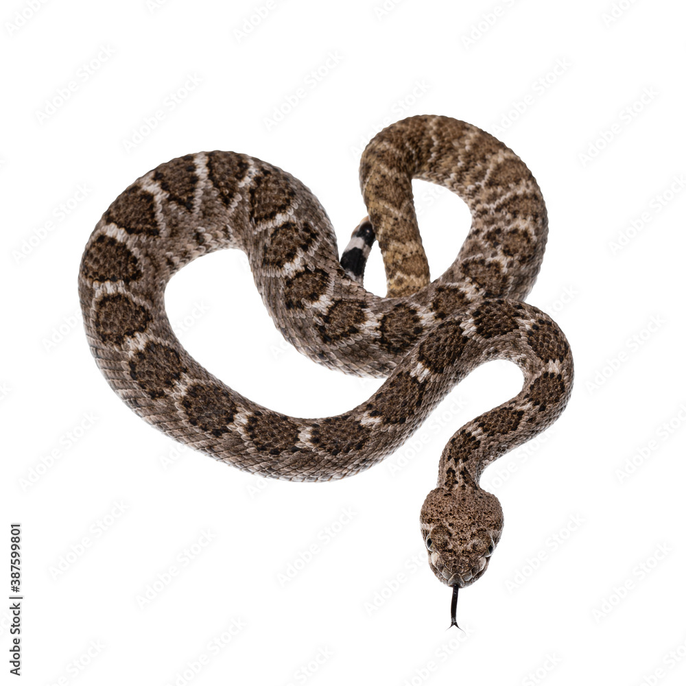 Leinwandbilder Top view of young Daimondback rattlesnake aka Crotalus atrox snake. Isolated on white background.