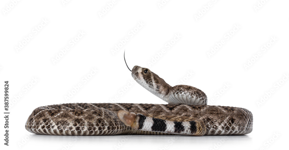 Aufkleber Side view of young Daimondback rattlesnake aka Crotalus atrox snake. Isolated on white background. Selective focus on tail end.