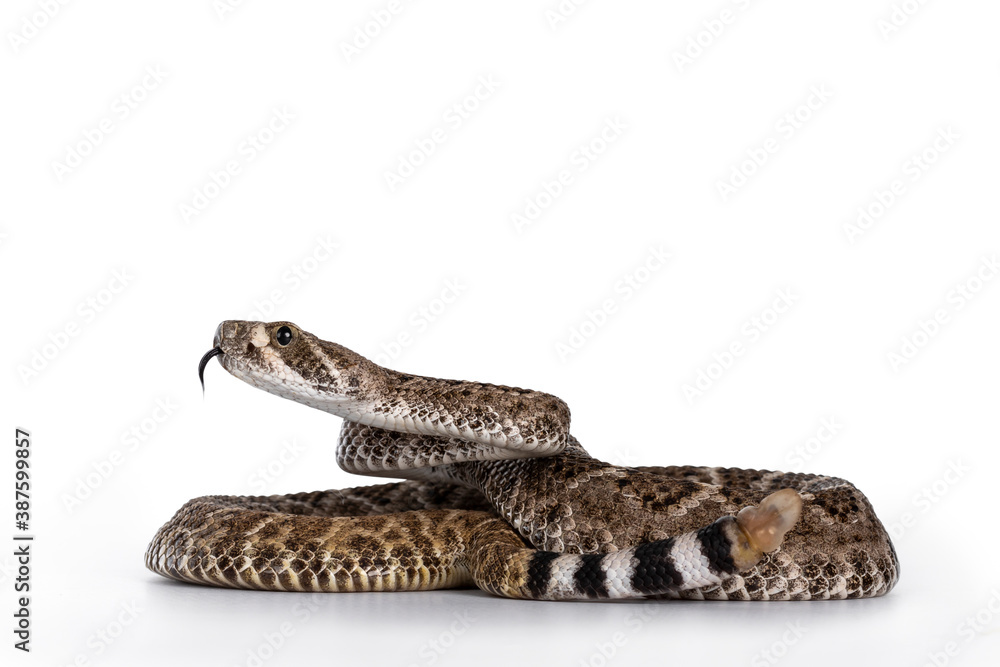 Aufkleber Side view of young Daimondback rattlesnake aka Crotalus atrox snake. Isolated on white background. Both head and rattle in focus.