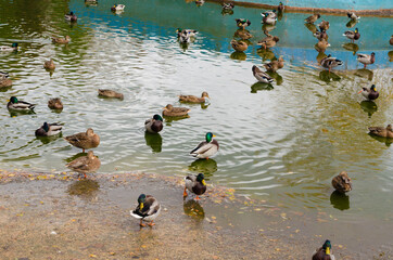 A flock of ducks in a pond in the Park
