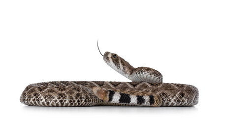 Side view of young Daimondback rattlesnake aka Crotalus atrox snake. Isolated on white background. Selective focus on tail end.