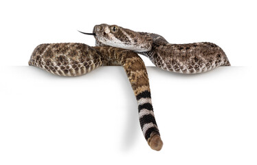 Side view of young Daimondback rattlesnake aka Crotalus atrox snake, hanging over edge showing tail end and head. Isolated on white background.