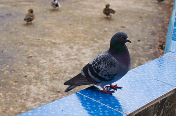 The bird is a pigeon in the Park
