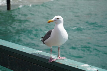 A seagull bird on the Pacific coast thinks about fish ...
