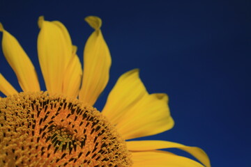 Abstract, Simple Photo of a Sunflower. Blue and Yellow