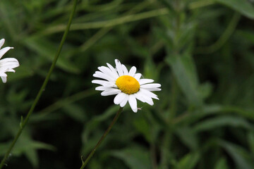 daisy flower in the grass